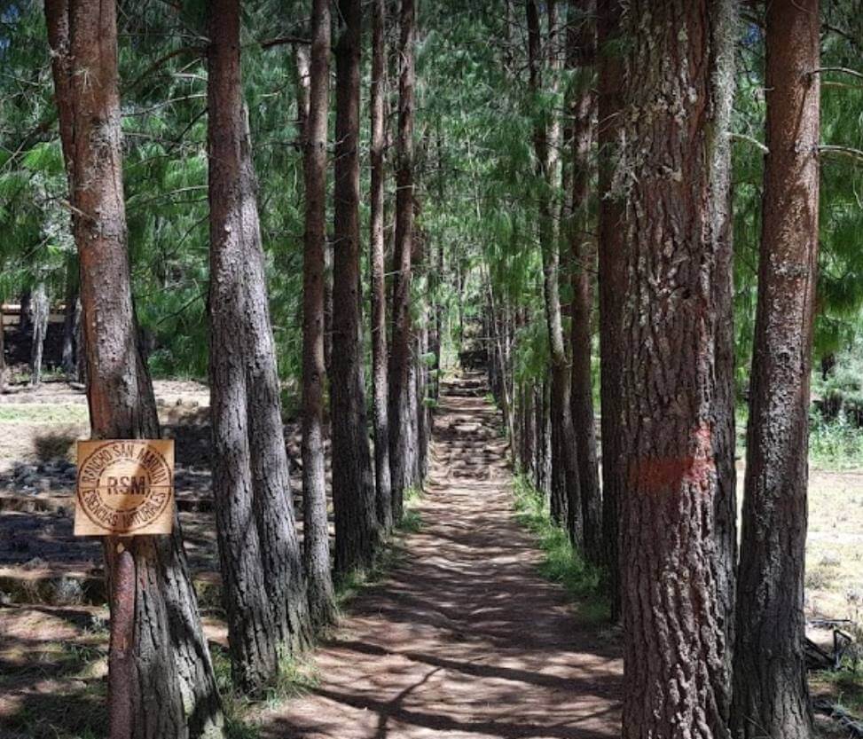 Rancho San Martín Lavanda